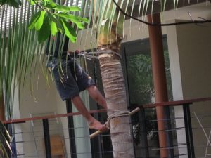 Palm tree maintenance