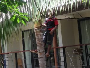 Palm tree maintenance