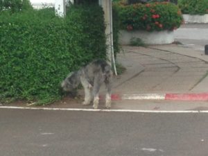 School's "sheep dog"