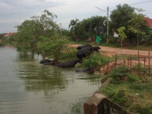 Buffalo bathing