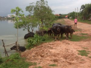 Buffalo bathing