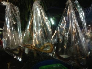 Loi Krathong Day 2- Snakes!