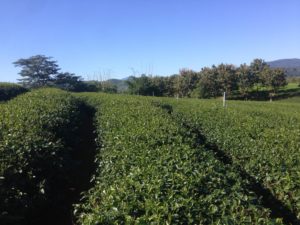 Choui Fong Tea Farm