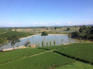 Choui Fong Tea Farm