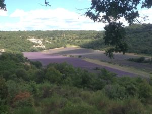 Luberon lavender field