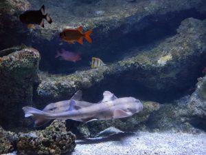 Brest - Océanopolis Aquarium