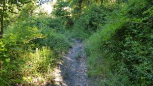 Via Francigena trail