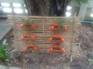 School's colourful flower boxes