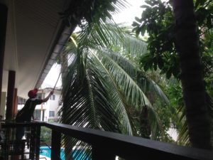 Home - Harvesting coconuts