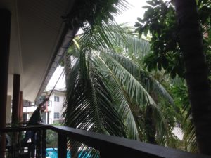 Home - Harvesting coconuts