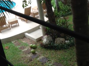 Home - Some of the harvested coconuts