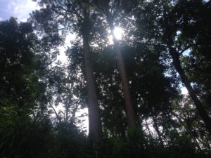 On the way back to Pai from the viewpoint