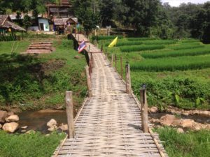 Bamboo walkway over rice fields