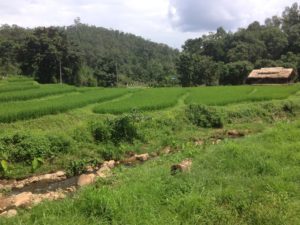 Bamboo walkway over rice fields