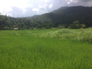 Bamboo walkway over rice fields