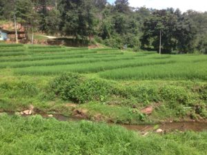 Bamboo walkway over rice fields