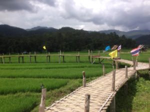 Bamboo walkway over rice fields