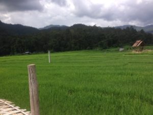 Bamboo walkway over rice fields