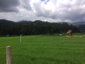 Bamboo walkway over rice fields