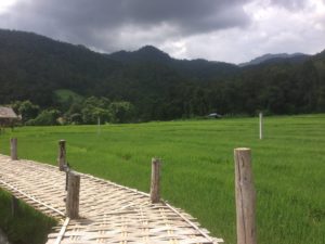 Bamboo walkway over rice fields