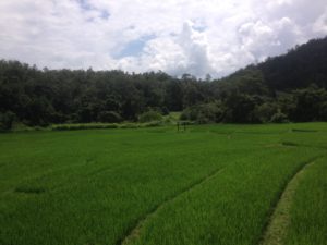 Bamboo walkway over rice fields