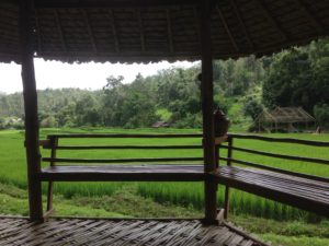 Bamboo walkway over rice fields