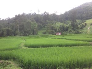 Bamboo walkway over rice fields