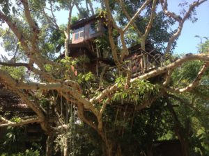 Tree House Resort