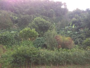 Doi Chaang Coffee Farm