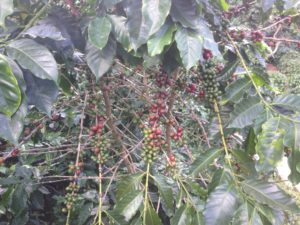 Doi Chaang Coffee Farm