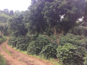 Doi Chaang Coffee Farm