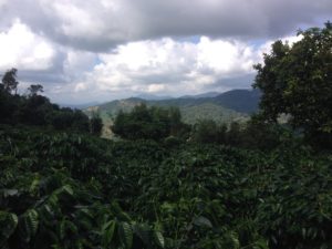 Doi Chaang Coffee Farm