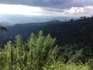 From Doi Chaang Coffee Farm to Chiang Rai