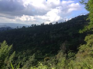 From Doi Chaang Coffee Farm to Chiang Rai