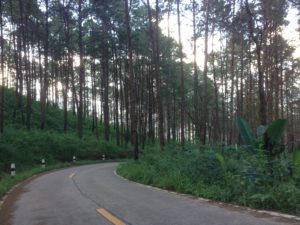 From Doi Chaang Coffee Farm to Chiang Rai