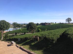 Choui Fong Tea Farm