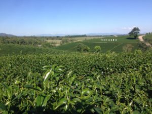 Choui Fong Tea Farm