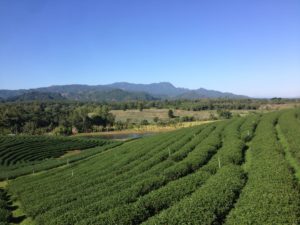 Choui Fong Tea Farm