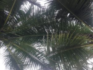 Lamai beach - My view lying on my back