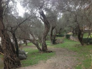 Rafailovici - Strange olive tree trunks