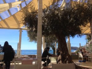 Sveti Stefan - The olive tree of the Olive Restaurant