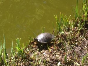 Jardin des plantes