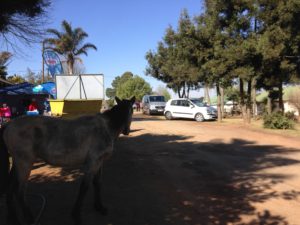 Wild horses in Kaapse Hoop