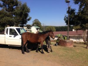 Wild horses in Kaapse Hoop