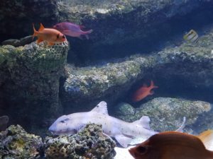 Brest - Océanopolis Aquarium