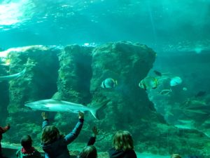 Brest - Océanopolis Aquarium