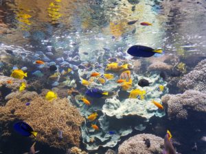 Brest - Océanopolis Aquarium