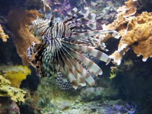 Brest - Océanopolis Aquarium