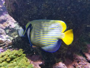 Brest - Océanopolis Aquarium