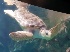 Brest - Océanopolis Aquarium